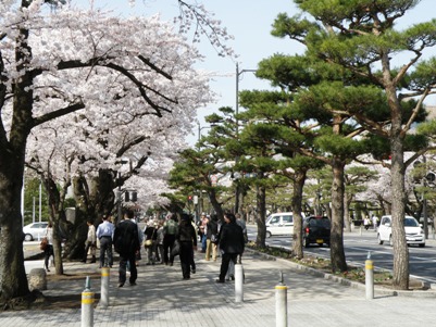 十和田市官庁通りの桜