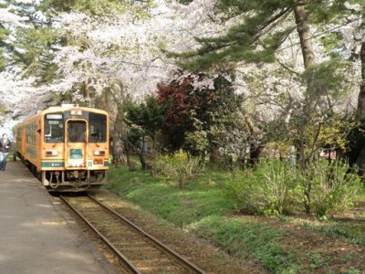 芦野公園　桜のトンネル