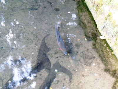 岩木山神社境内の魚