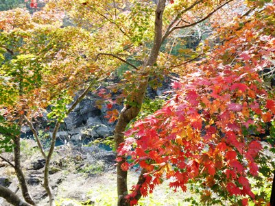 厳美渓の紅葉
