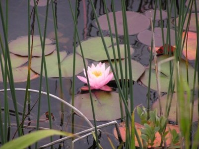 田代湿原と蓮の花