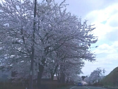 平泉の桜並木