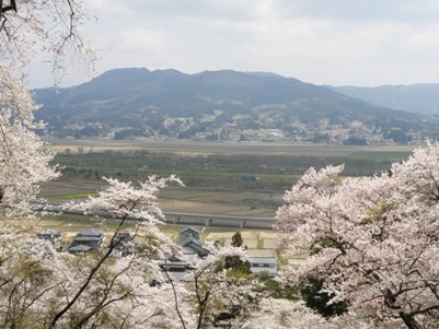 中尊寺　東物見から見た桜