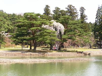 毛越寺庭園の桜