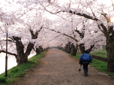 弘前城の西濠と桜のトンネル