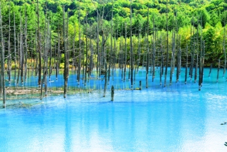 美瑛 青い池