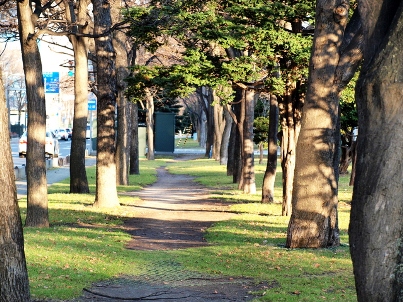 札幌大通公園の街路樹