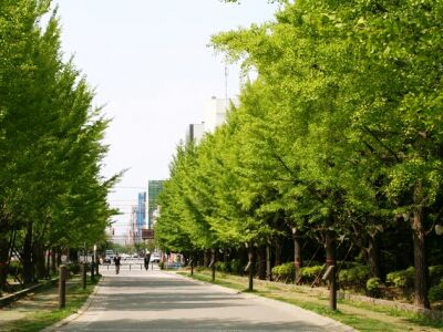中島公園の並木道