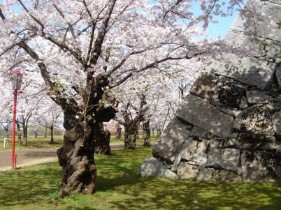 盛岡城公園の石垣と桜