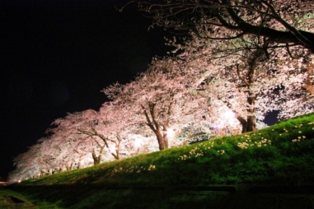 角館の夜桜　ライトアップ