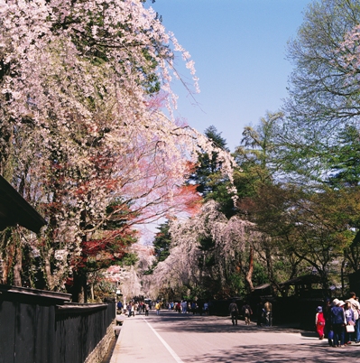 満開の桜と角館武家屋敷