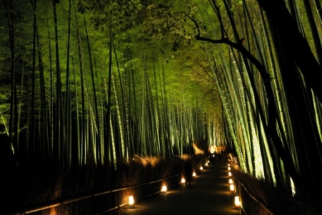 嵯峨野の竹林の花灯路