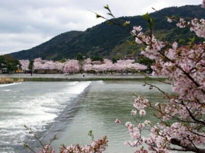 嵐山　保津川沿いの桜　