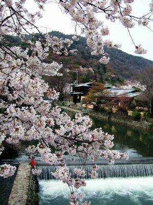 嵐山　保津川沿いの桜