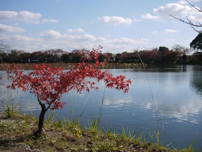 紅葉の大沢池