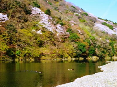 山桜と保津川