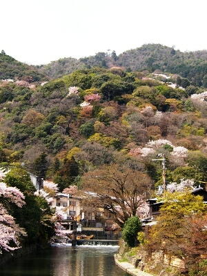 嵐山南側の桜