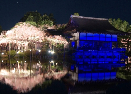 平安 神宮 桜