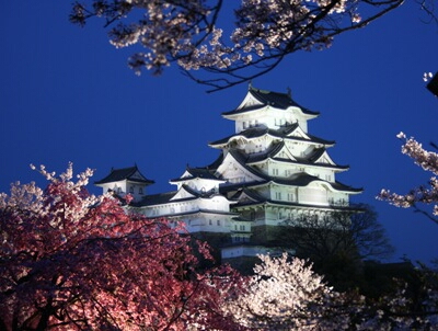姫路城の桜 夜桜