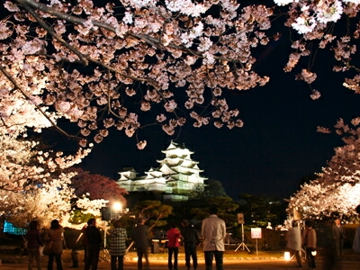 姫路城の桜 夜桜
