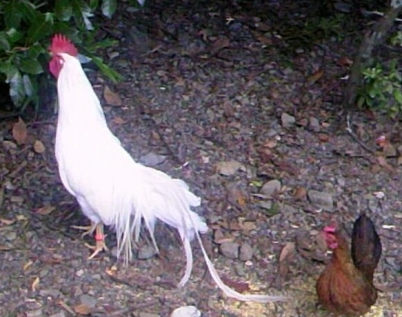 伊勢神宮　内宮の鶏