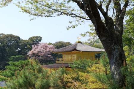 金閣寺の桜