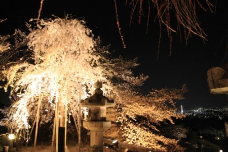 ライトアップされた清水寺の桜