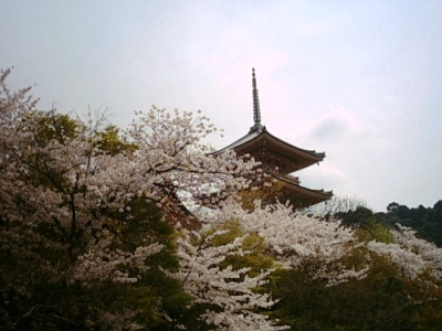 清水寺　三重の塔と桜