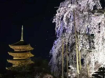 京都　当時の不二桜と五重塔