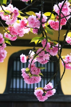 南禅寺の八重桜