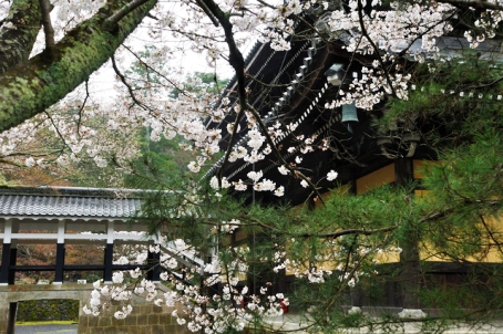 南禅寺　法堂付近の桜