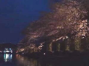 岡崎桜廻廊