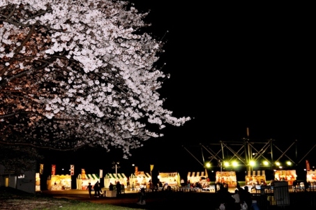 万博記念公園の夜桜