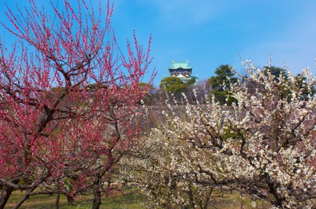 大阪城の梅林　初春の光景