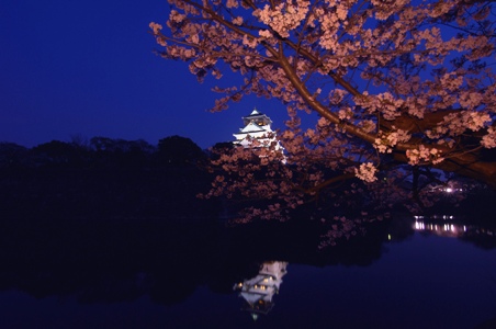 ライトアップされた大阪城と桜