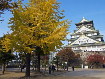 大阪城公園の銀杏