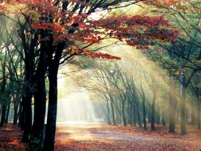 紅葉した大阪城公園の並木道