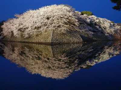 彦根城の桜 見頃は ライトアップは