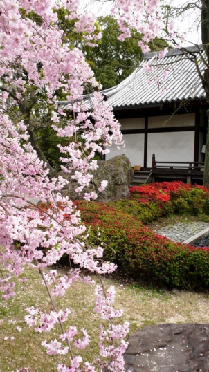 四天王寺　極楽浄土の庭　枝垂れ桜
