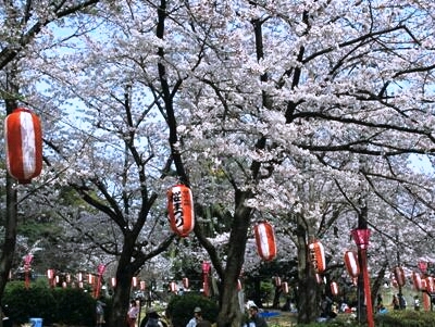 和歌山城　桜まつりの光景