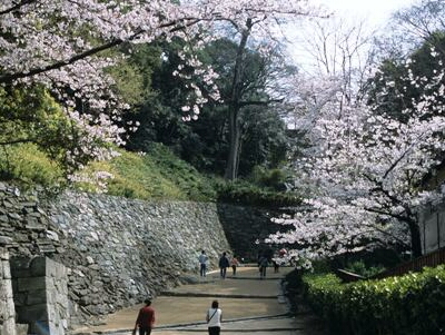 和歌山城の石段と桜