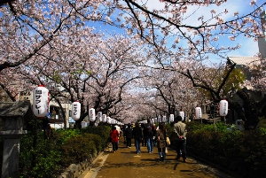 鶴岡八幡具　段葛の桜