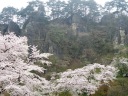桜と屏風岩