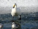 氷の上の白鳥