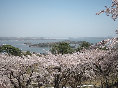 西行戻しの松公園　桜