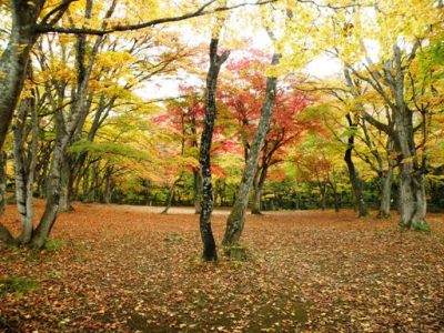 中野もみじ山　観楓台の紅葉の絨毯