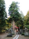 樹齢500年の杉大木