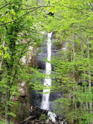 新緑の奥入瀬渓流　白布の滝