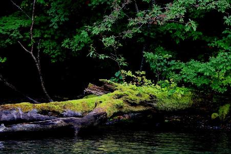 奥入瀬渓流の倒木と苔