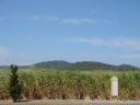 久米島のサトウキビ畑